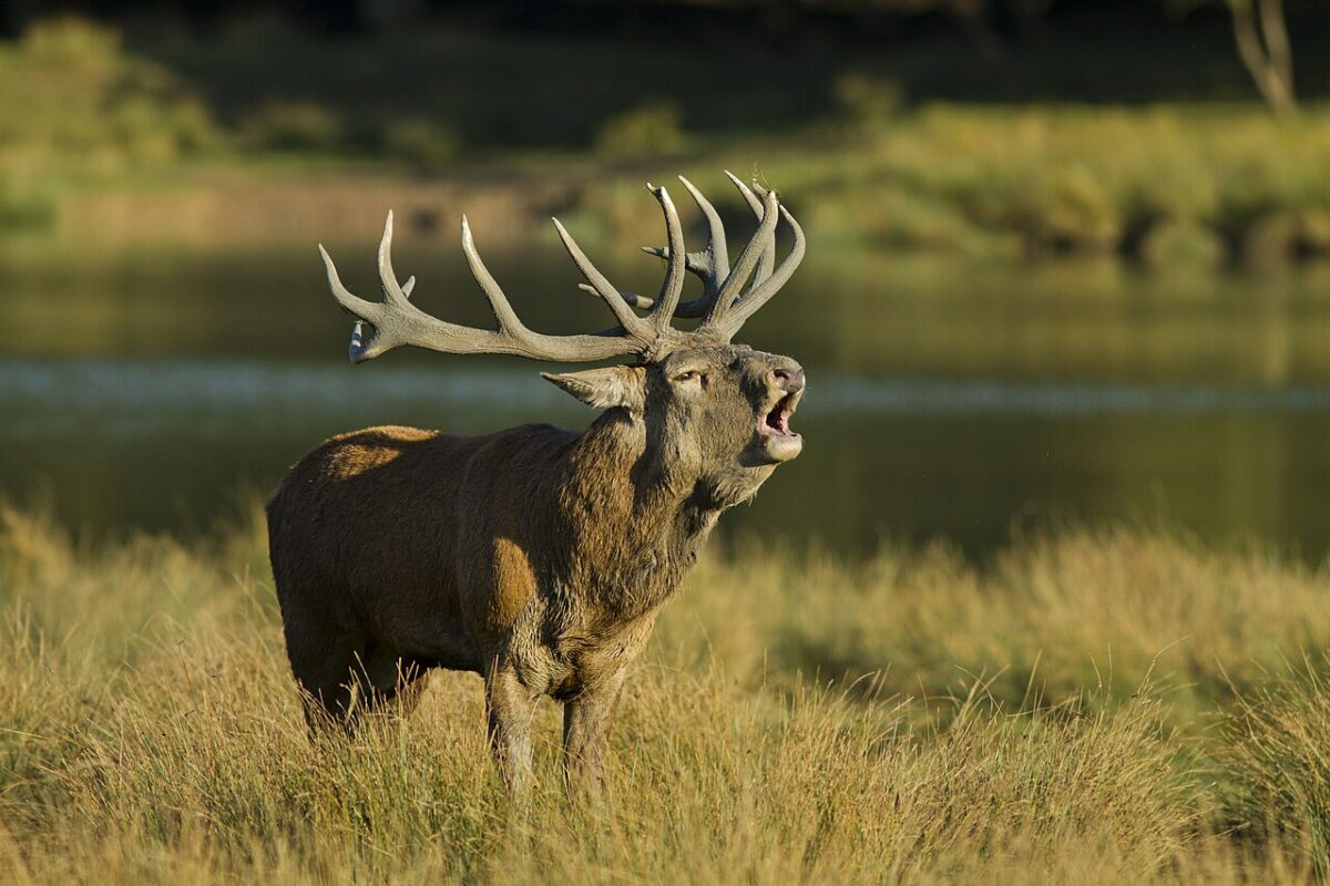 Cerf en train de bramer au bord de l’eau