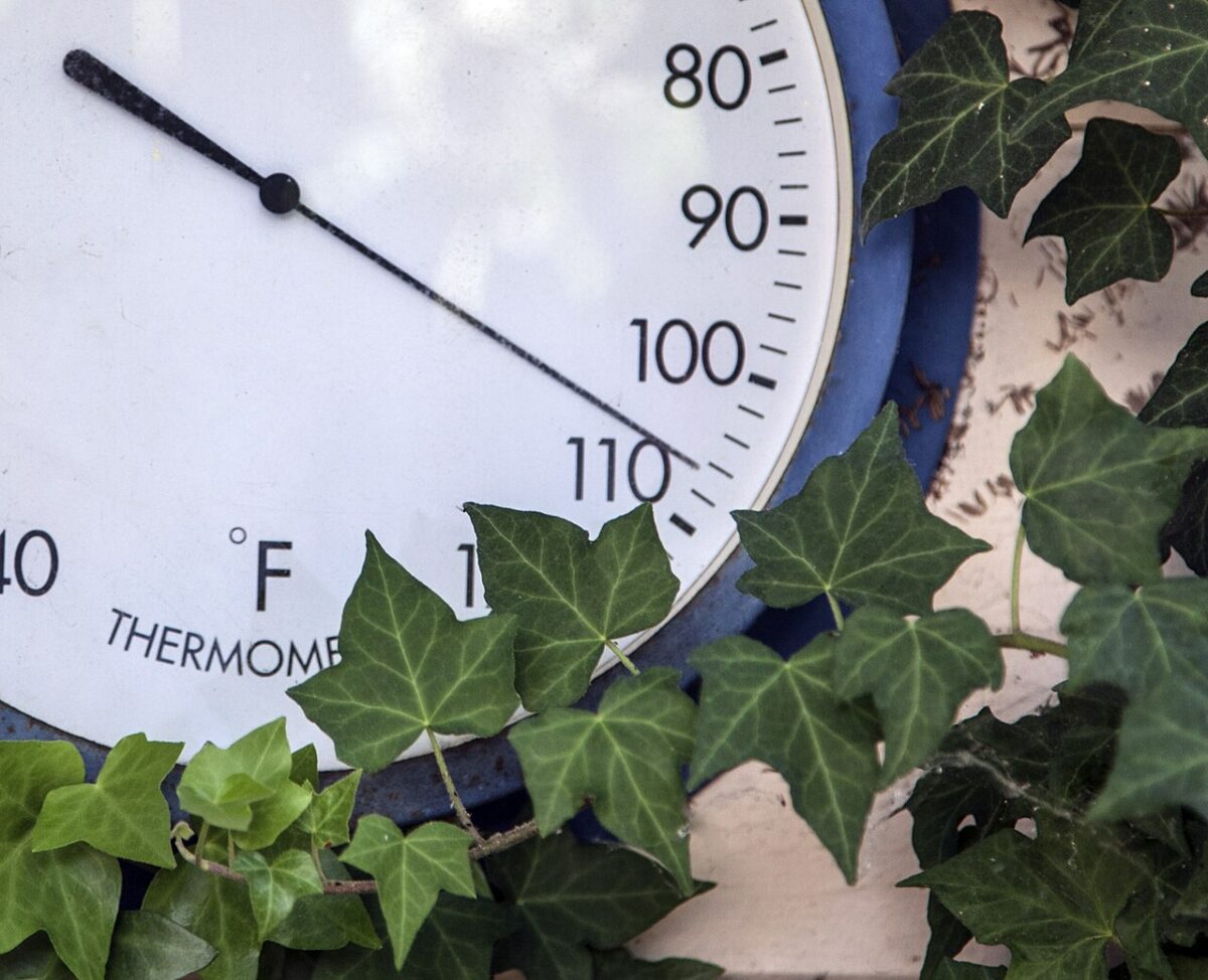 Thermomètre affichant une température élevée, entouré de lierre