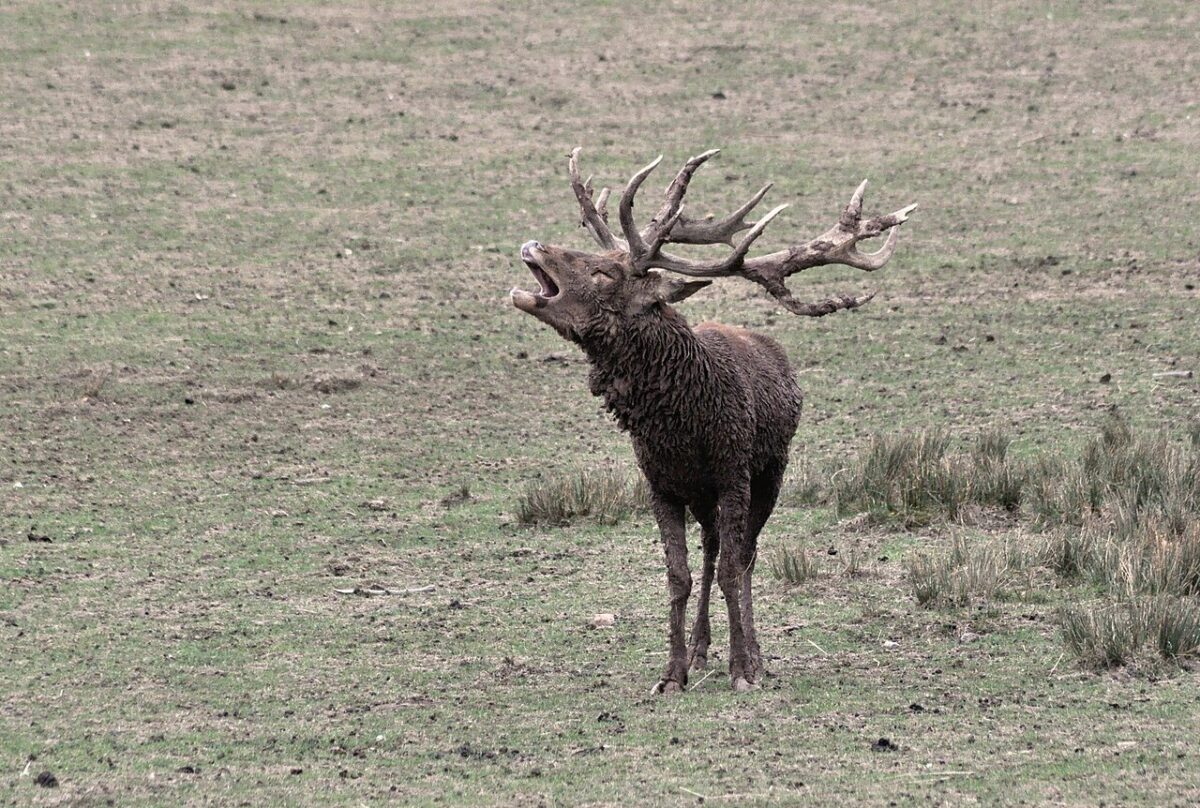 Un cerf brame dans une clairière