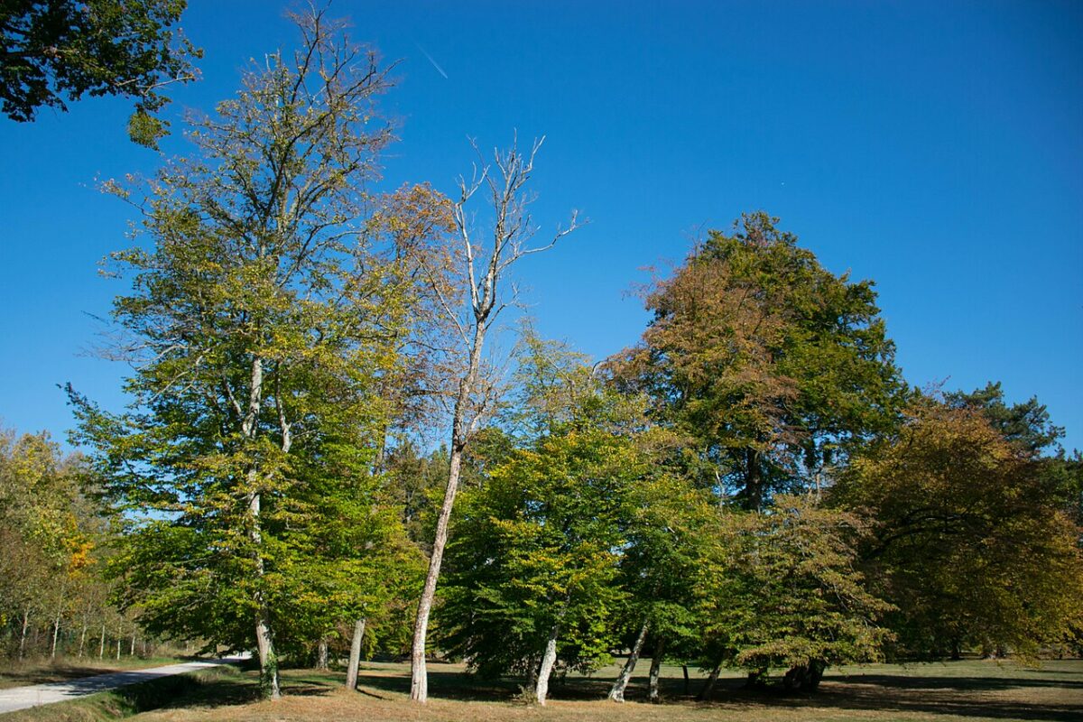 Arbres du parc du château de Rambouillet sous un ciel bleu